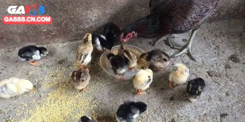 Cách nuôi gà chọi con áp dụng ở nhiều giai đoạn