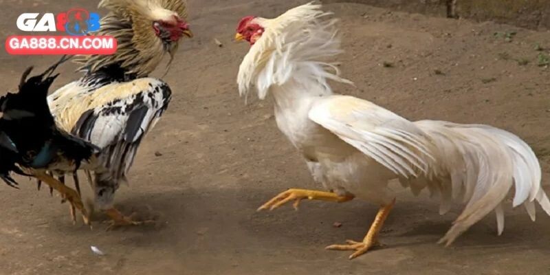 Cách nuôi gà đá chuẩn tạo ra nhiều lợi thế