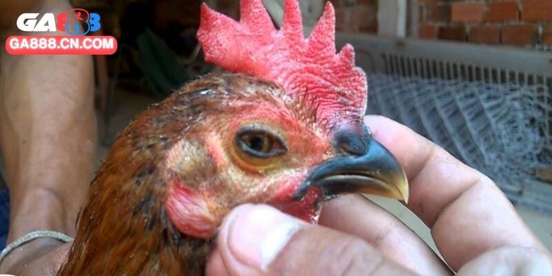 Gừng dùng để pha nước ấm cho gà mỗi ngày