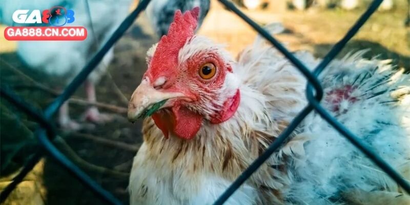 Thuốc nhỏ mũi, sát trùng có tác dụng làm sạch