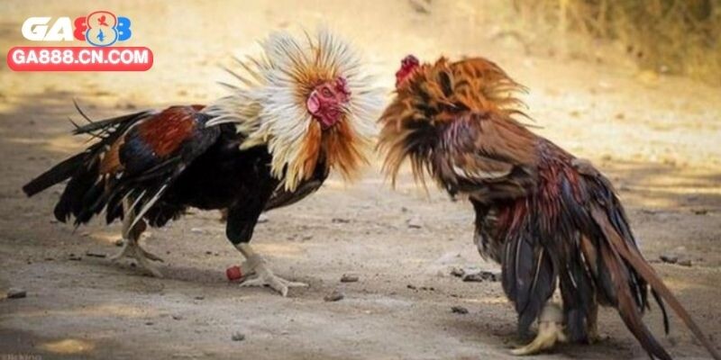 Lưu ý cho thành viên tham gia đấu gà CPC2