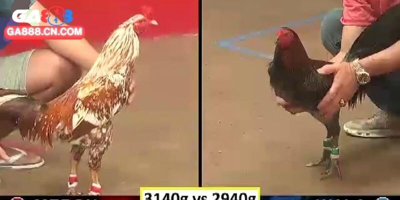 Kinh nghiệm hay khi tham gia đấu gà CPC4